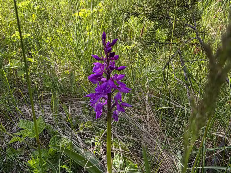 Taimestik Saarnakil