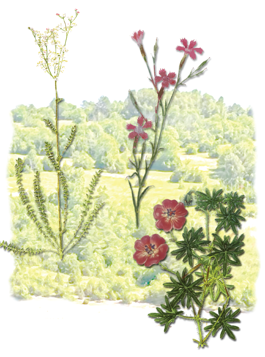 dropwort, maiden pink and bloody cranesbill