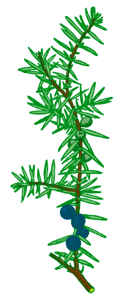 harilik kadakas (Juniperus communis)