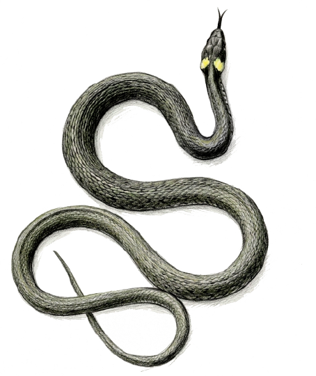 Nastik (Natrix natrix)