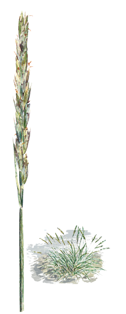 liiv-vareskaer (Leymus arenarius)