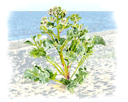 merikapsas (Crambe maritima)