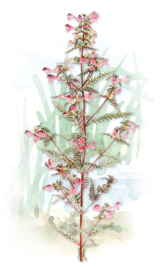 soo-kuuskjalg (Pedicularis palustris)