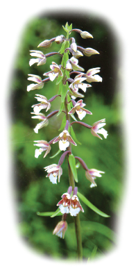 soo-neiuvaip (Epipactis palustris)