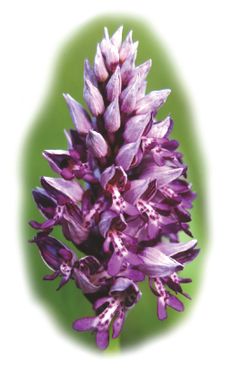 Hall käpp (Orchis militaris)