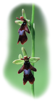 Kärbesõis (Ophrys insectifera)