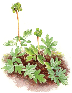 muskuslill (Adoxa moschatellina)