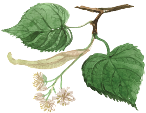 pärn (Tilia cordata)