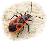 punalutikas (Pyrrhocoris apterus)