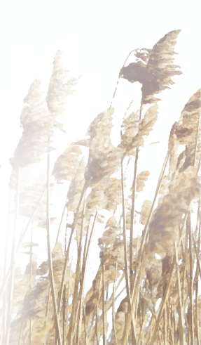 common reed (Phragmites communis)