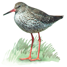 common redshank (Tringa totanus)
