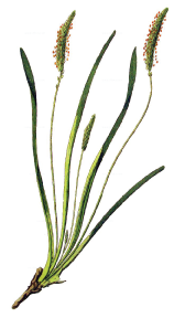 sea plantain (Plantago maritima)