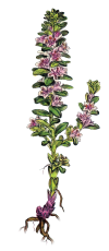 sea milkwort (Glaux maritima)